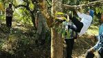Aksi Bupati Lebak Iti Octavia Panjat Pohon Durian