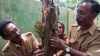 Pohon pisang setinggi tiga meter ini ditanam Tajuddin di dalam lingkungan Sekolah Dasar Negeri (SDN) Nomor 11 Pabundukang, Kecamatan Pangakeje. Tiga bulan kemudian pohon ini berbuah.