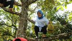 Aksi Bupati Lebak Iti Octavia Panjat Pohon Durian