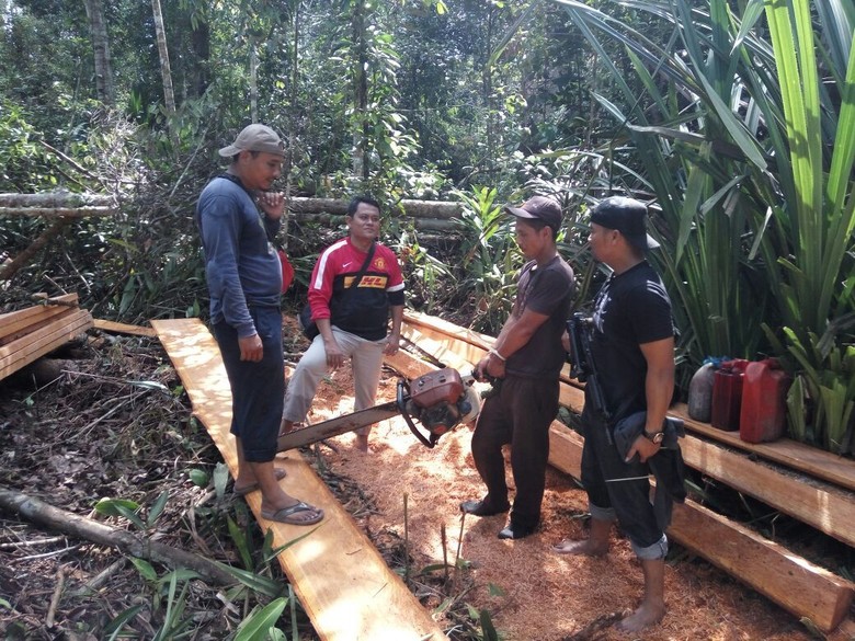 Polisi Tangkap 6 Pelaku Illegal Logging di Kawasan Cagar Biosfer Riau Polisi Tangkap 6 Pelaku Illegal Logging di Kawasan Cagar Biosfer Riau