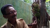 Tak disangka, pisang keluar dari batang pohon tersebut. Tak ditemukan pula jantung seperti pohon pisang pada umumnya.