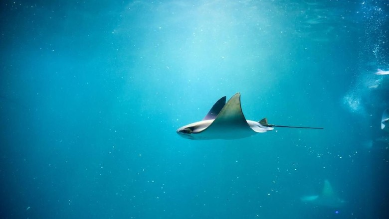 Foto: Ikan pari (Thinkstock) Foto: Ikan pari (Thinkstock)