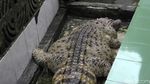 Ini Kojek, Buaya Gendut yang Dipisahkan Usai 21 Tahun Bersama Iwan