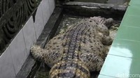 Buaya dengan berat 200 kg dan panjang 2,7 meter tersebut diangkut dan dititipkan di Taman Safari Indonesia untuk dirawat kembali.