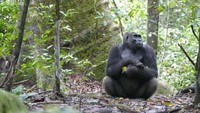 Ada 13 taman nasional di Gabon, salah satunya Taman Nasional Loango. Safari di taman nasional ini bakalan tak terlupakan. Mamalia langka, gorila yang berkeliaran di hutan, gajah berjalan-jalan di tepi pantai, menjadi pemandangan yang akan menyapa turis (Loango-tourism)