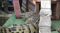 Iwan dan keluarganya tak mampu menahan tangis ketika melihat Kojek akan dievakuasi.