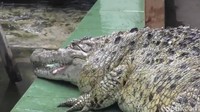 Awalnya, Kojek memang sempat melawan dan terus bergerak ketika diarahkan ke peti khusus untuk evakuasi.