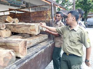 Puluhan Kayu Jati Diduga Hasil Curian Diamankan di Grobogan