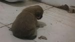 Kasihan, Ini Anak Anjing yang Jadi Santapan Piton di China