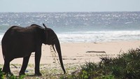 Gajah di pinggir pantai (Loango-tourism)