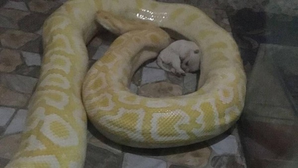 Kasihan, Ini Anak Anjing yang Jadi Santapan Piton di China