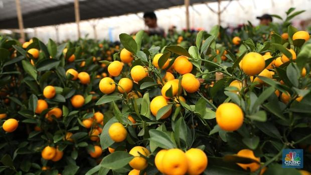 Pedagang merawat pohon jeruk imlek impor dari Taiwan yang dijual di kawasan Meruya Utara, Jakarta Barat, Senin (5/2/2018). Pohon jeruk Imlek yang diyakini sebagai simbol keberuntungan dan kemakmuran itu diminati pembeli sebagai dekorasi rumah, hotel, hingga pusat perbelanjaan. (CNBC Indonesia/ Andrean Kristianto)