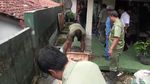 Ini Kojek, Buaya Gendut yang Dipisahkan Usai 21 Tahun Bersama Iwan