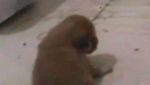 Kasihan, Ini Anak Anjing yang Jadi Santapan Piton di China