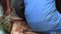 Oleh 8 petugas dibantu Iwan, buaya dengan berat 200 kilogram tersebut diangkut dengan cara dimasukkan ke dalam peti kayu.