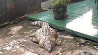 Badan Konservasi Sumber Daya Alam (BKSDA) Wilayah I Bogor mengevakuasi buaya milik Muhamad Irwan alias Iwan. Irwan telah hidup bersama buaya yang dinamai Kojek itu selama kurang lebih 21 tahun.