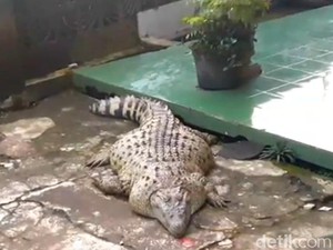 Kojek Si Buaya Gendut Akan Jalani Program Diet di Taman Safari