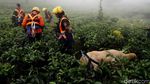 Alfa dan Delta Bantu Pencarian Korban Longsor Puncak