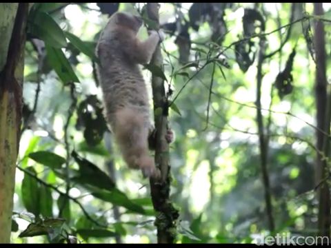 15 Kukang Jawa Akhirnya Dilepasliarkan di Gunung Syawal Ciamis