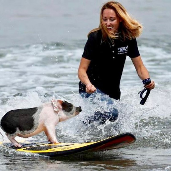 Bersama Maddie, Pickles asyik menaklukkan ombak. Pertama kali diajari berselancar, Pickles langsung bisa dan malah ketagihan. (Instagram/@livingwithpickles) Bersama Maddie, Pickles asyik menaklukkan ombak. Pertama kali diajari berselancar, Pickles langsung bisa dan malah ketagihan. (Instagram/@livingwithpickles)
