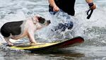 Foto: Babi yang Aneh... Suka Surfing
