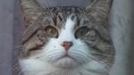 Foto: Kucing Julian Assange Ngintip dari Kedubes Ekuador di London