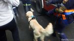 Foto: Anjing Pelacak Dikerahkan Polisi Cari Korban Longsor di Puncak