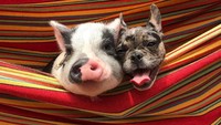 Bersama sahabatnya, seekor anjing French Bulldog bernama Dill, mereka asyik santai di hammock. Pickles juga populer di sosial media, saat ini followersnya di Instagram mencapai 30,4 ribu orang. (Instagram/@livingwithpickles)