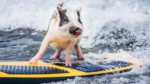 Foto: Babi yang Aneh... Suka Surfing