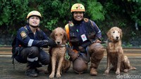Dua anjing jenis Golden Retriever milik Jakarta Rescue, dikerahkan untuk membantu pencarian korban longsor di Puncak, Bogor, Jawa Barat, Selasa (6/2/2018).