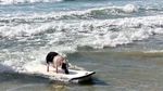 Foto: Babi yang Aneh... Suka Surfing