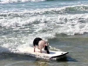 Kenalin, Ini Babi yang Suka Surfing