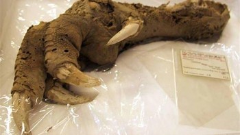 Pada 1986, para arkeolog menemukan cakar dari burung kuno yang disebut Moa yang cukup utuh. Menariknya, spesies tersebut sudah punah pada 1400-an akibat perburuan liar. Foto: thechive