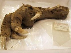 Deretan Temuan Arkeologi Paling Misterius, Ilmuwan Bingung