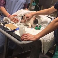 (Instagram/@livingwithpickles)