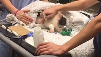 Pickles diadopsi Maddie 4 bulan yang lalu. Pickles diselamatkan dari peternakan di Sacramento yang kebanjiran. Pickles sempat dirawat 9 hari di rumah sakit akibat racun tikus, tapi akhirnya selamat. (Instagram/@livingwithpickles)