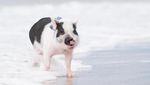 Foto: Babi yang Aneh... Suka Surfing