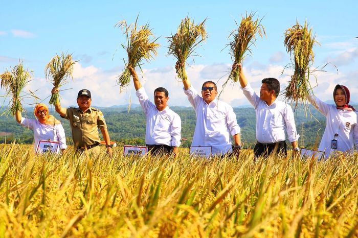 Foto: Mentan Amran Sulaiman menggelar panen raya padi di Garut (Dok. Kementan) Foto: Mentan Amran Sulaiman menggelar panen raya padi di Garut (Dok. Kementan)