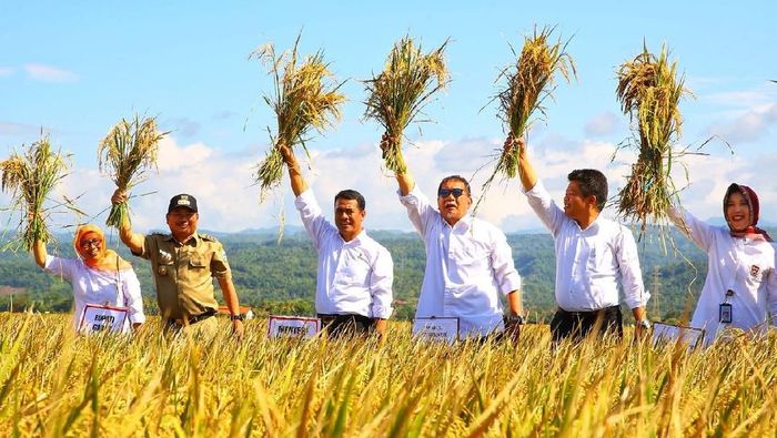 Foto: Mentan Amran Sulaiman menggelar panen raya padi di Garut (Dok. Kementan) Foto: Mentan Amran Sulaiman menggelar panen raya padi di Garut (Dok. Kementan)