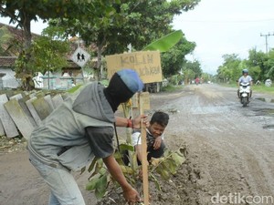 Kesal Jalan Rusak, Warga Rembang Ini Tanam Pohon di Tengah Jalan