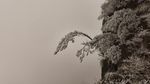 Foto: Penampakan Hutan Es di China
