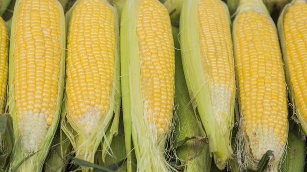 Corn Field Closeup. Few Weeks Old Corn. Agriculture Collection.