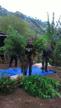 Setengah Hektare Ladang Ganja Ditemukan di Bengkulu