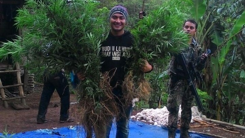 Setengah Hektare Ladang Ganja Ditemukan di Bengkulu Setengah Hektare Ladang Ganja Ditemukan di Bengkulu