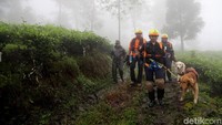 Kedua anjing pelcaka tersebut bernama Alfa dan Delta.