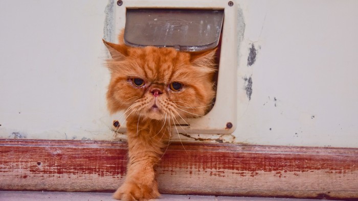 Seekor kucing keluar dari pintu mini khusus di VR, Kota Pekanbaru, Riau, Sabtu (27/1). ANTARA FOTO/FB Anggoro/18.
