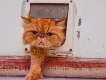 Pintu Kucing Tertua Ternyata Sudah Ada Sejak Abad Pertengahan, Ada di Mana?