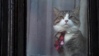 Kucing Assange ini menampakkan diri jelang pengambilan keputusan Inggris soal statusnya.