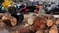 Beginilah material sampah berupa kayu gelondongan yang ikut terbawa aliran sungai Ciliwung.