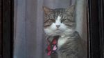 Foto: Kucing Julian Assange Ngintip dari Kedubes Ekuador di London